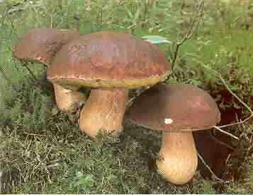  Image name: 143 Porcino.jpg 
 width: 357 pixel 
 height: 276 pixel 
 Size: 9884 bytes 
 Click to enlarge 